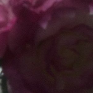 Meet your Posher, Maya